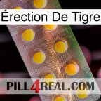 Érection De Tigre new11